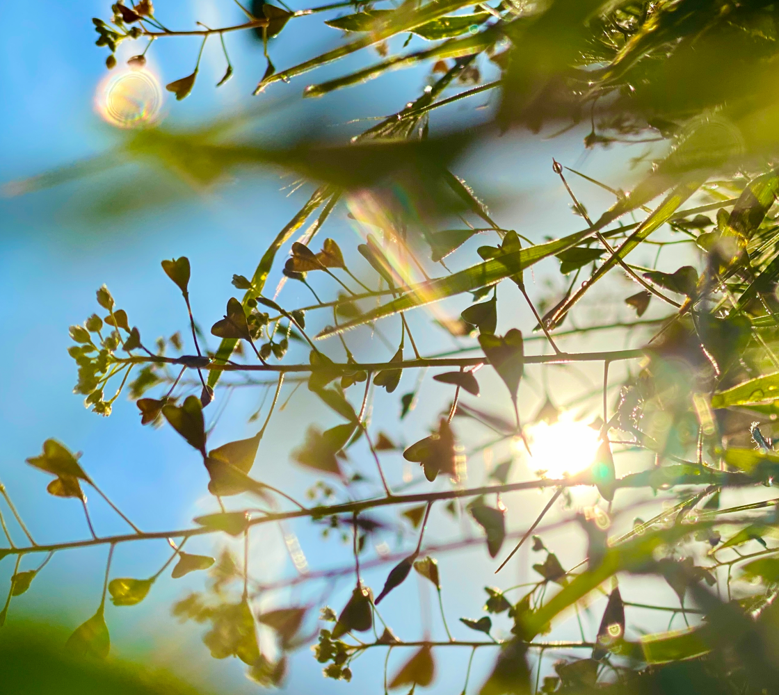 Cherry Creek - Wearable Photos Fabric