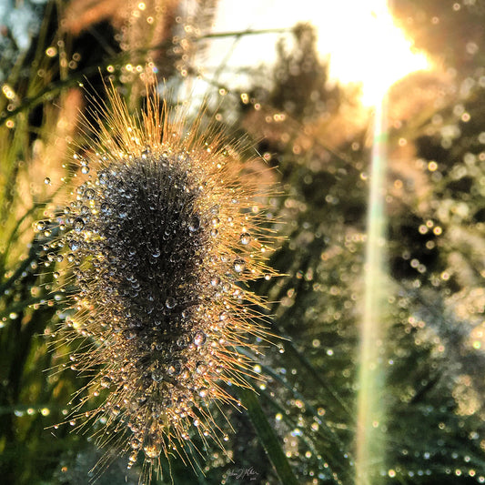 Pearls of Dew - Spring/Summer 2021