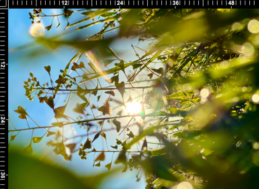 Cherry Creek - Wearable Photos Fabric