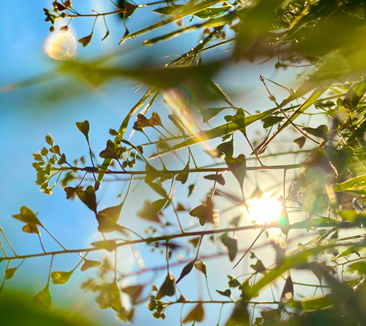 Cherry Creek - Wearable Photos Fabric